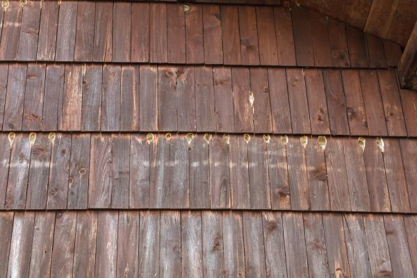 Woodpecker Hole Filling in Rock Hill
