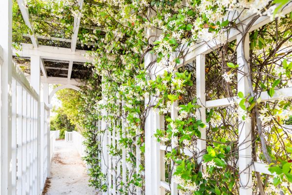 Trellis Repair in Rock Hill