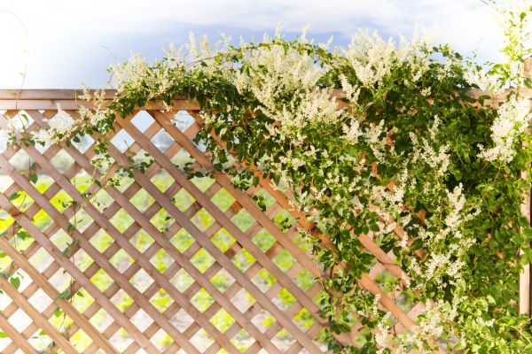 Lattice Repair in Rock Hill