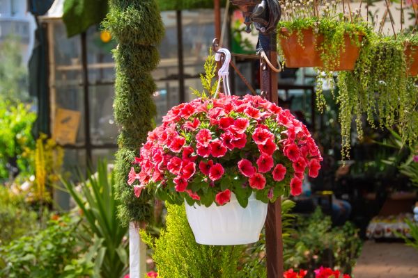 Cost of Hanging Planter Installation in Rock Hill