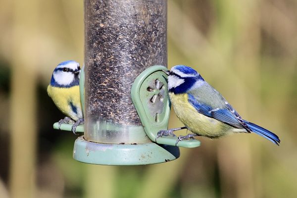Bird Feeder Mounting Service in Rock Hill
