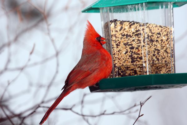 Bird Feeder Hanging in Rock Hill